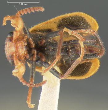 Media type: image;   Entomology 24214 Aspect: habitus ventral view